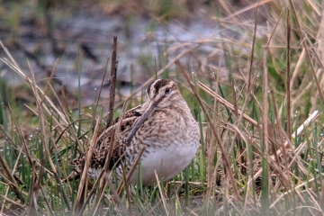 Wildlife sightings for 8th January 2022